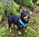 FinNero LIGHT Reflective Harness Heijastava Liivi Sininen - Muut koiratarvikkeet - 6438406009121 - 2