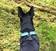 FinNero LIGHT Reflective Harness Heijastava Liivi Sininen - Muut koiratarvikkeet - 6438406009121 - 3