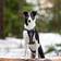 FinNero RESCUE Harness Valjaat Musta - Muut koiratarvikkeet - 6438406006601 - 3