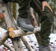 Haix Nature Winter GTX Talvikenkä - HAIX Erä- ja vaelluskengät - 206326 - 3