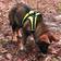FinNero HALI Vest Harness Liivivaljas - Koiraliivit - 6438406010028 - 4