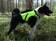 Kardog Raipe GPS-Huomioliivi - Koiraliivit - RAIPE - 2