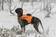 Tracker Raipe GPS-Huomioliivi - Koiraliivit - RAIPE-TRACKER - 1